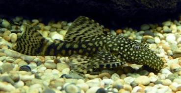 Putzerfisch